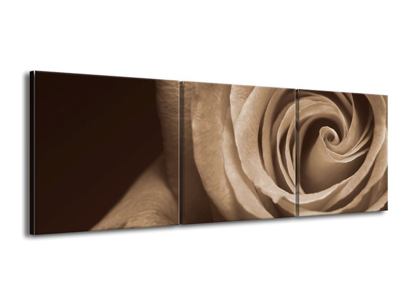 Canvas schilderij Roos | Sepia, Bruin | 150x50cm 3Luik