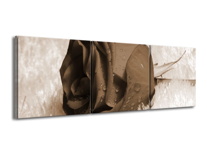 Canvas schilderij Roos | Sepia, Bruin | 150x50cm 3Luik