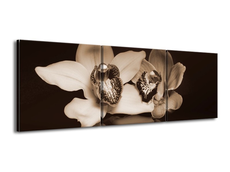Canvas schilderij Orchidee | Sepia, Bruin | 150x50cm 3Luik