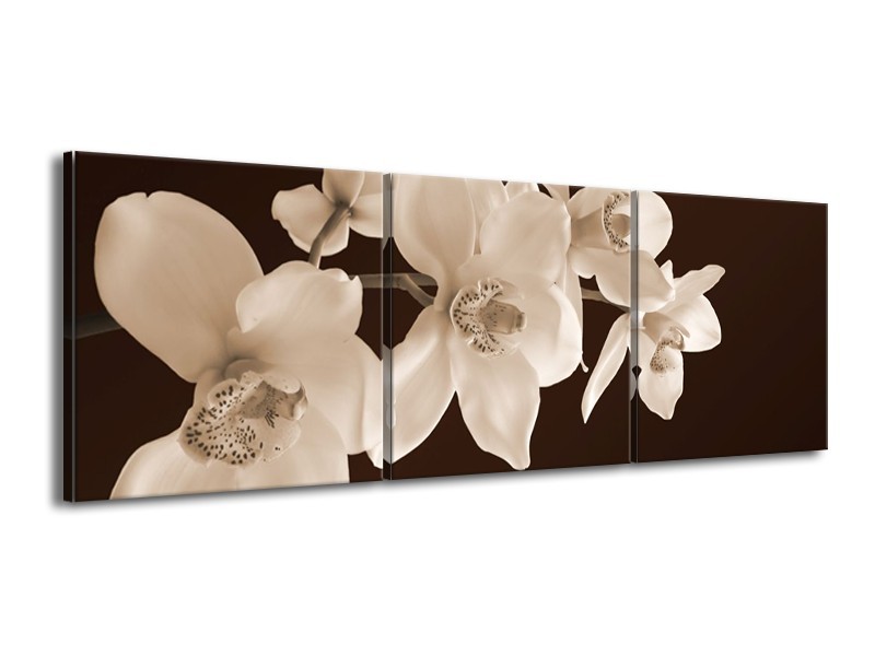 Canvas schilderij Orchidee | Sepia, Bruin | 150x50cm 3Luik