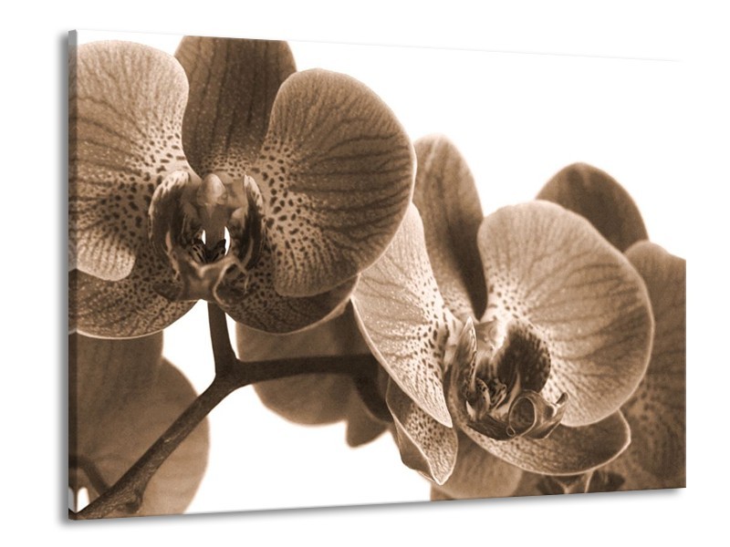 Glas schilderij Orchidee | Sepia | 100x70cm 1Luik