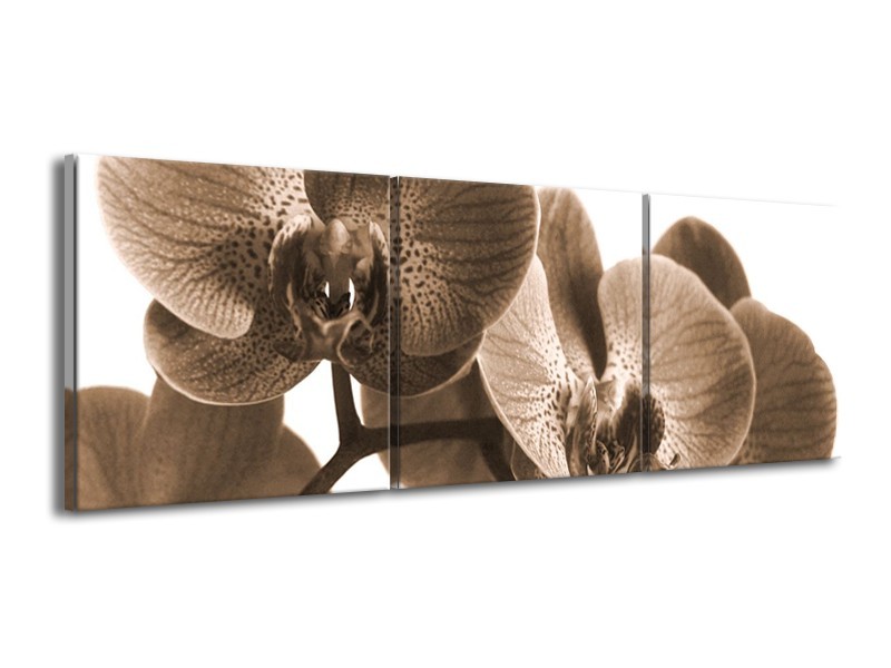 Canvas schilderij Orchidee | Sepia | 150x50cm 3Luik