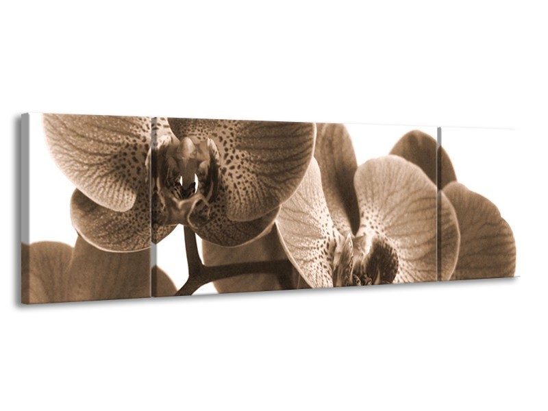 Canvas schilderij Orchidee | Sepia | 170x50cm 3Luik