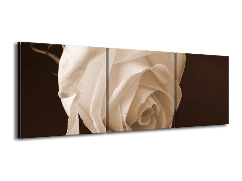 Canvas schilderij Roos | Sepia, Bruin | 150x50cm 3Luik