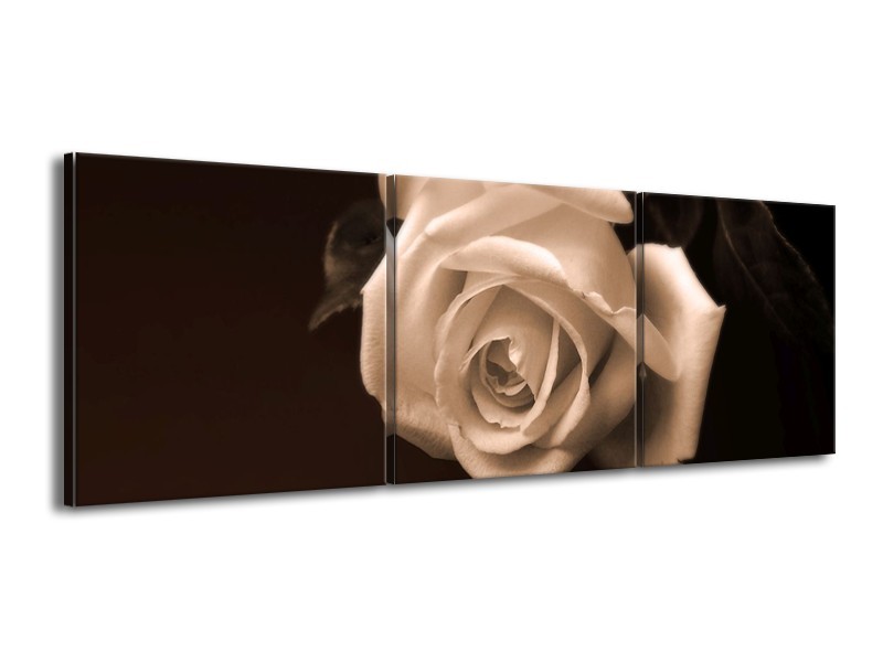 Canvas schilderij Roos | Sepia, Bruin | 150x50cm 3Luik