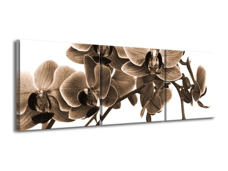 Canvas schilderij Orchidee | Sepia, Bruin | 150x50cm 3Luik
