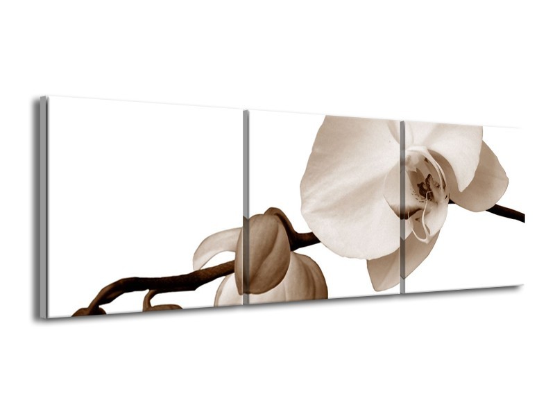 Canvas schilderij Orchidee | Sepia, Bruin | 150x50cm 3Luik