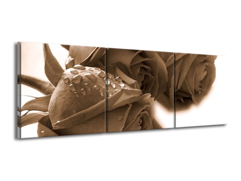 Canvas schilderij Roos | Sepia, Bruin | 150x50cm 3Luik