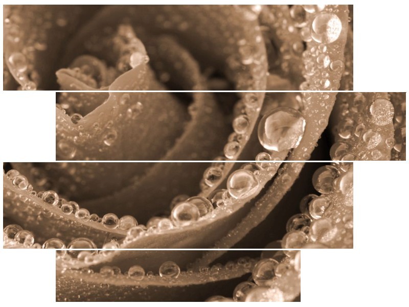 Glas schilderij Roos | Sepia, Bruin | 115x85cm 4Luik