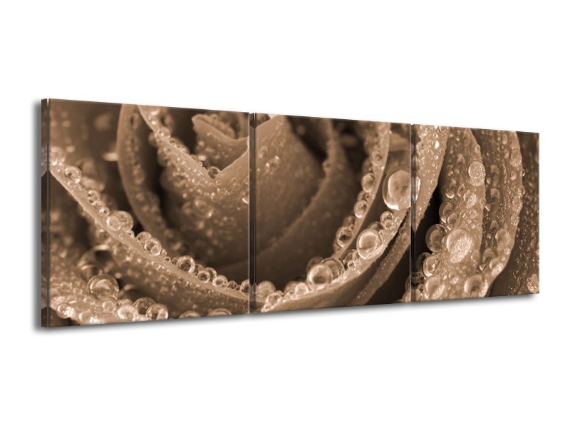 Canvas schilderij Roos | Sepia, Bruin | 150x50cm 3Luik