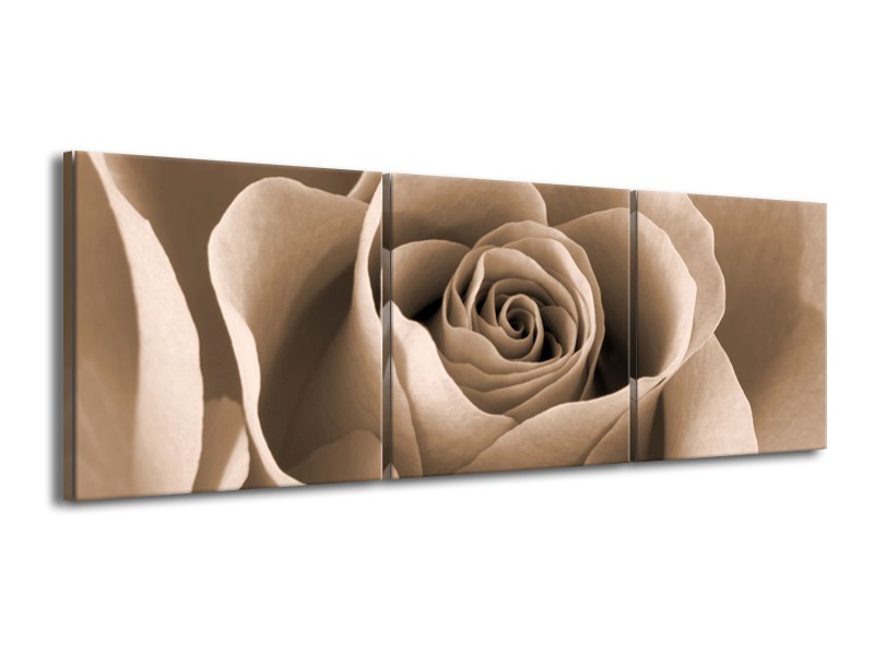 Canvas schilderij Roos | Sepia, Bruin | 150x50cm 3Luik