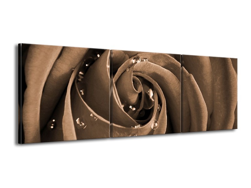 Canvas schilderij Roos | Sepia, Bruin | 150x50cm 3Luik