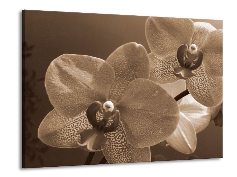 Canvas schilderij Orchidee | Sepia | 100x70cm 1Luik
