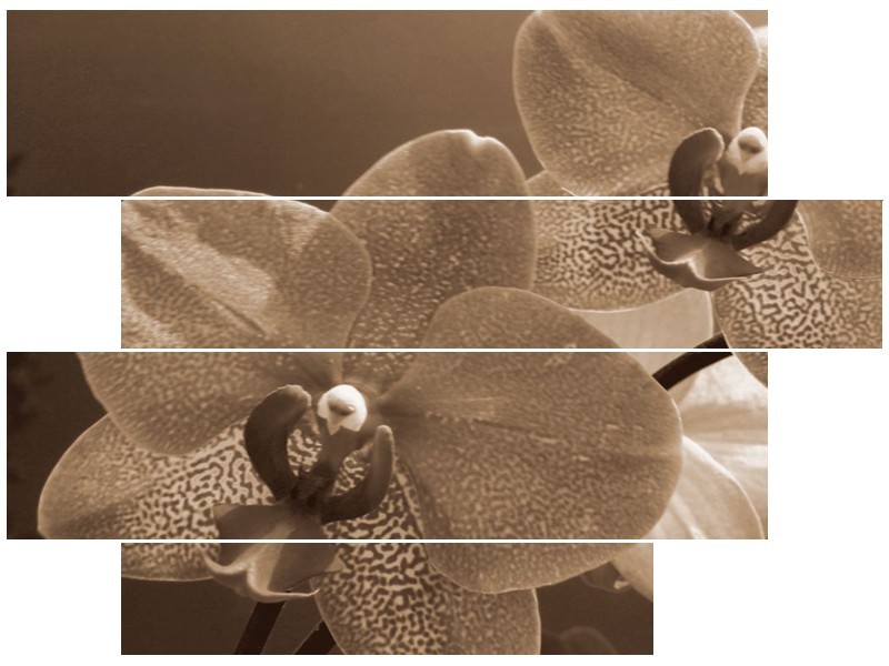 Canvas schilderij Orchidee | Sepia | 115x85cm 4Luik