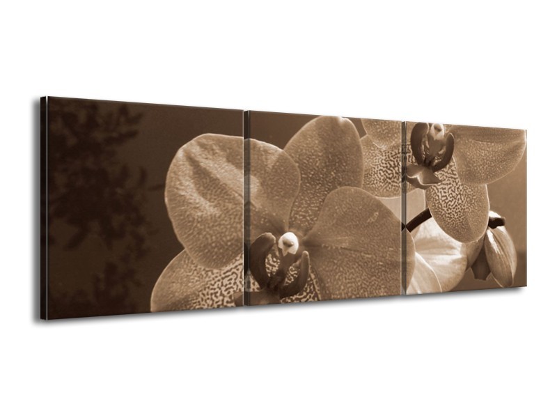 Canvas schilderij Orchidee | Sepia | 150x50cm 3Luik