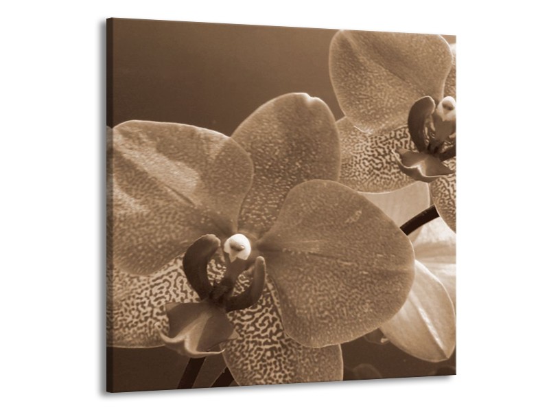 Canvas schilderij Orchidee | Sepia | 70x70cm 1Luik