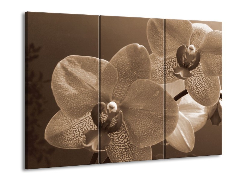 Canvas schilderij Orchidee | Sepia | 90x60cm 3Luik