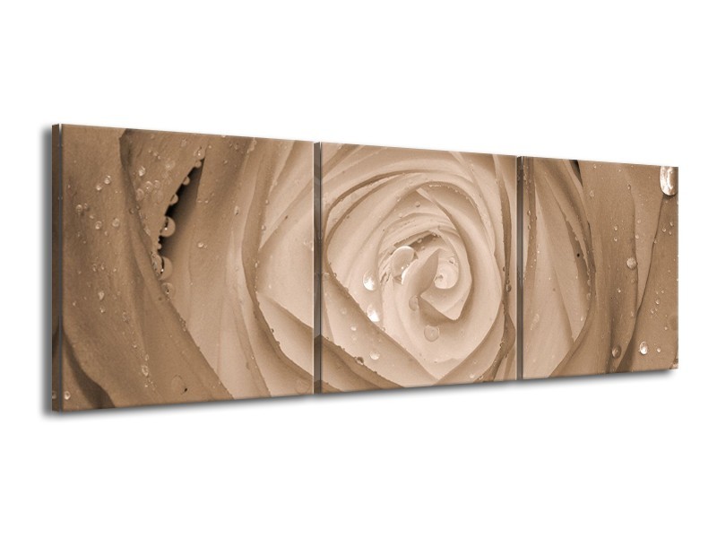 Canvas schilderij Roos | Sepia, Bruin | 150x50cm 3Luik