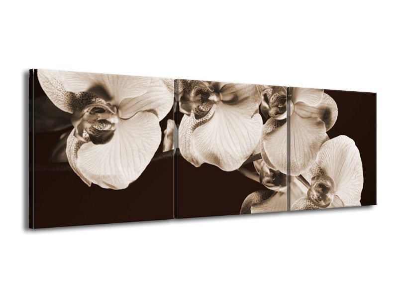 Canvas schilderij Orchidee | Sepia, Bruin | 150x50cm 3Luik