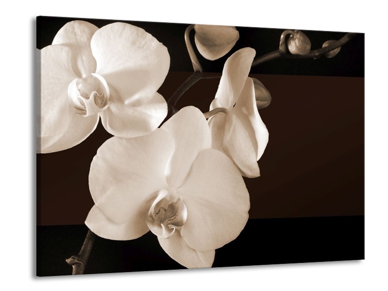 Glas schilderij Orchidee | Sepia, Bruin | 100x70cm 1Luik