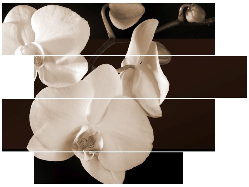 Canvas schilderij Orchidee | Sepia, Bruin | 115x85cm 4Luik