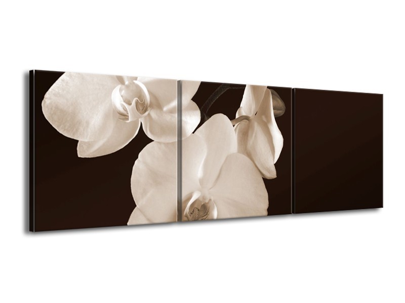 Canvas schilderij Orchidee | Sepia, Bruin | 150x50cm 3Luik