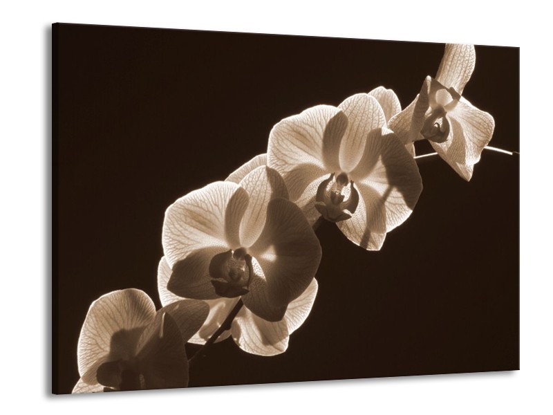 Glas schilderij Orchidee | Sepia, Bruin | 100x70cm 1Luik