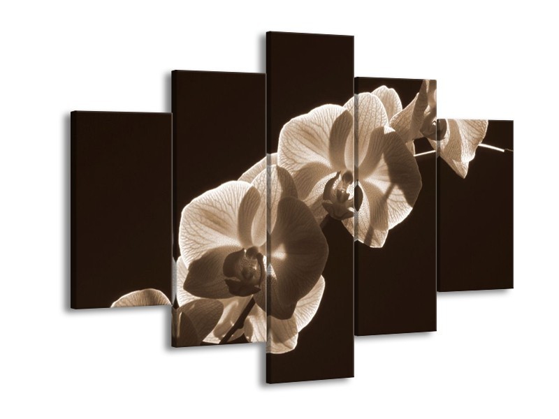 Canvas schilderij Orchidee | Sepia, Bruin | 150x105cm 5Luik