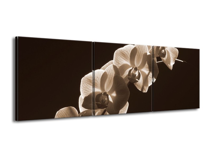 Canvas schilderij Orchidee | Sepia, Bruin | 150x50cm 3Luik
