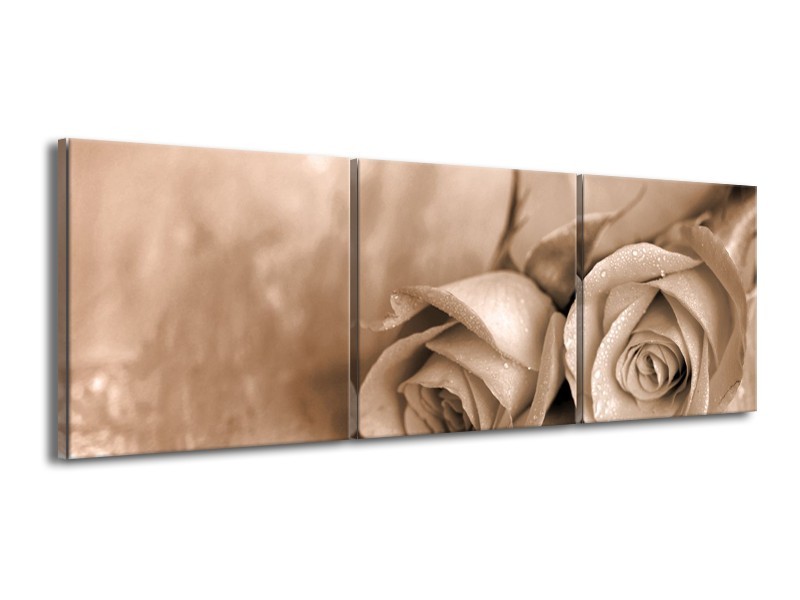 Canvas schilderij Roos | Sepia, Bruin | 150x50cm 3Luik