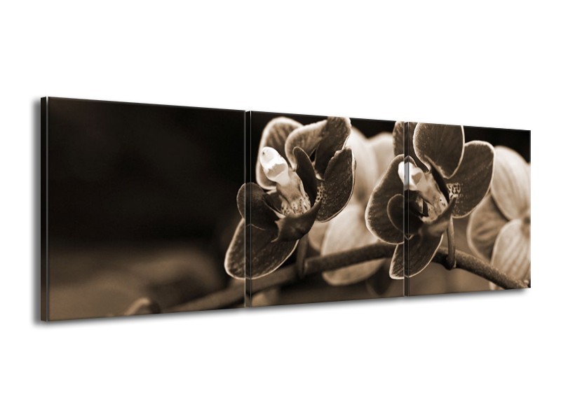 Canvas schilderij Orchidee | Sepia, Bruin | 150x50cm 3Luik