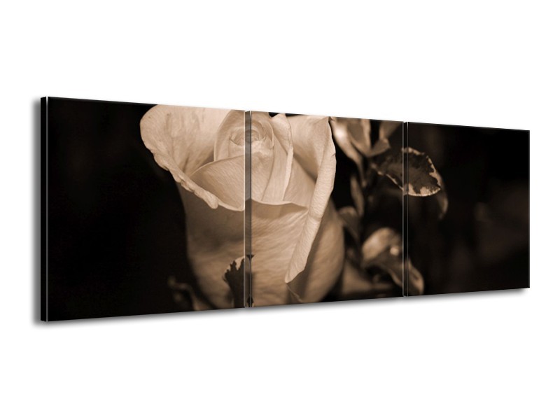 Canvas schilderij Roos | Sepia, Bruin | 150x50cm 3Luik