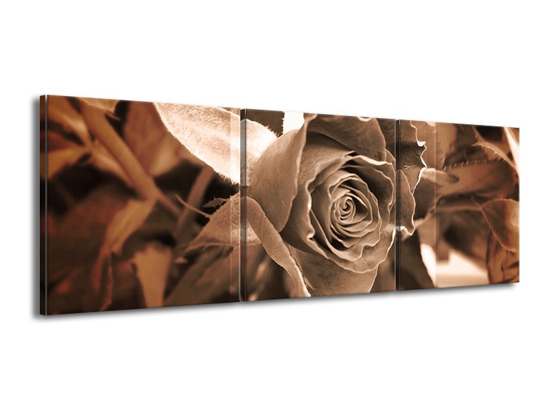 Canvas schilderij Roos | Sepia, Bruin | 150x50cm 3Luik