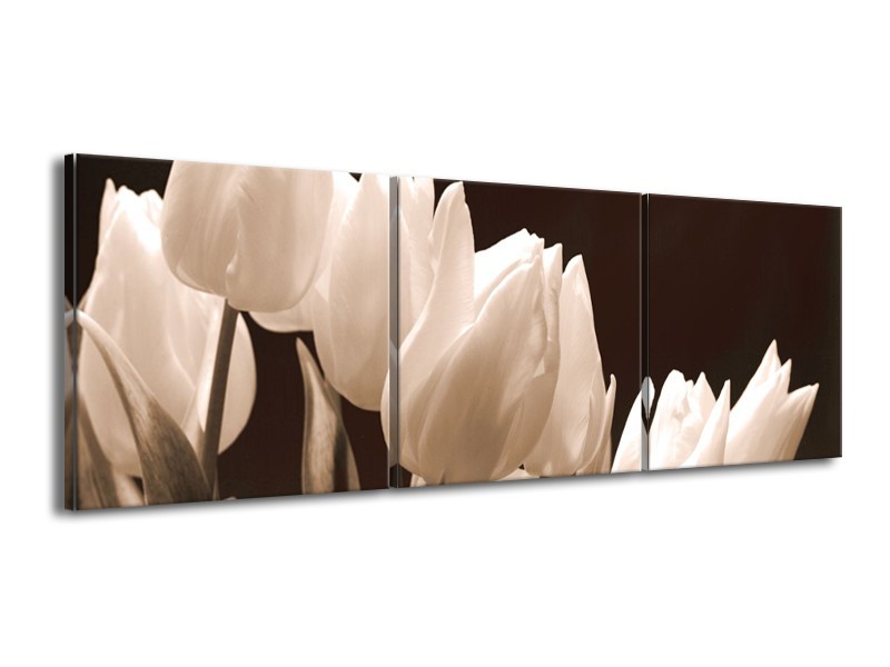 Canvas schilderij Tulp | Sepia | 150x50cm 3Luik