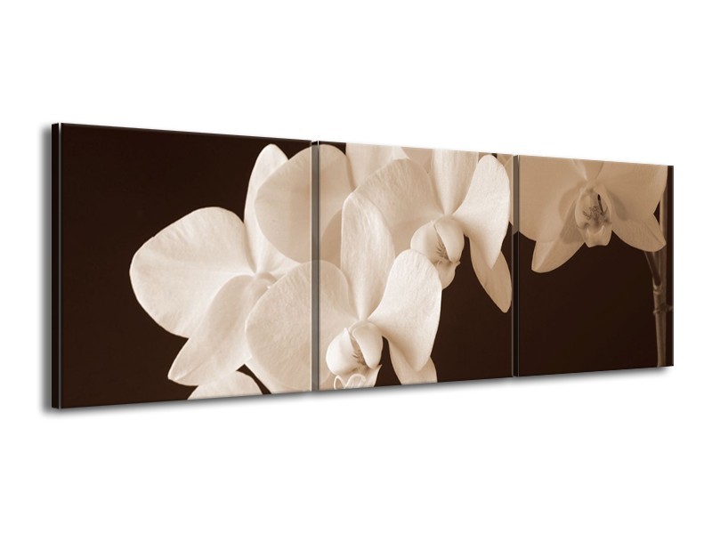 Canvas schilderij Orchidee | Sepia, Bruin | 150x50cm 3Luik