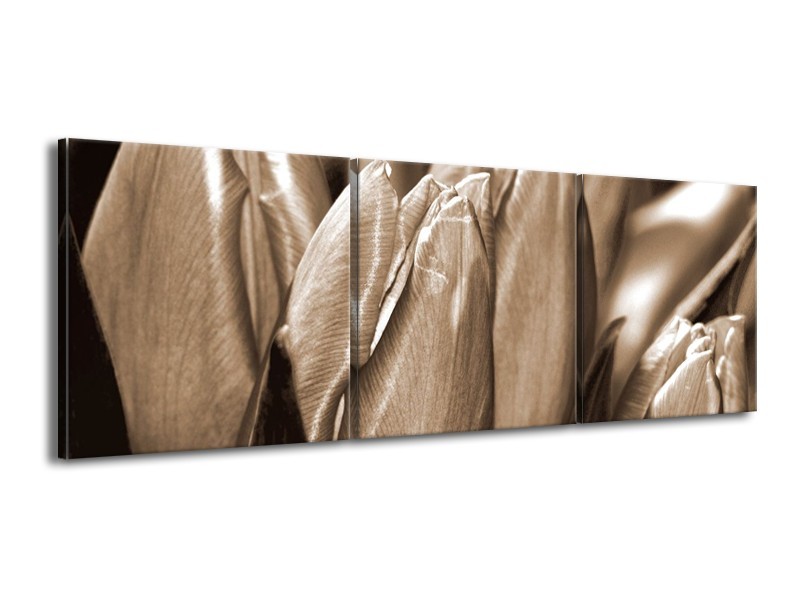 Canvas schilderij Tulpen | Sepia, Bruin | 150x50cm 3Luik