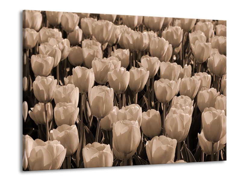 Glas schilderij Tulpen | Sepia, Bruin | 100x70cm 1Luik