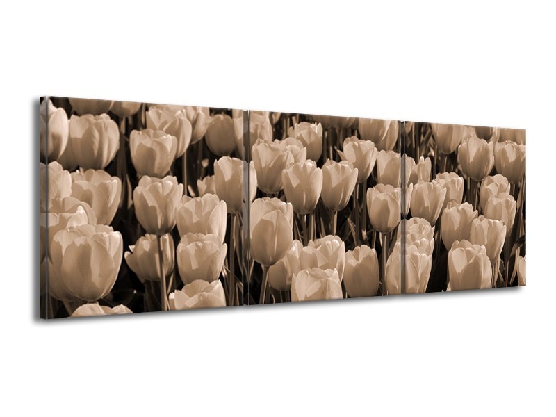 Canvas schilderij Tulpen | Sepia, Bruin | 150x50cm 3Luik