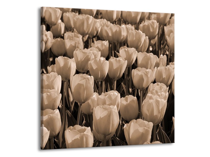 Glas schilderij Tulpen | Sepia, Bruin | 70x70cm 1Luik