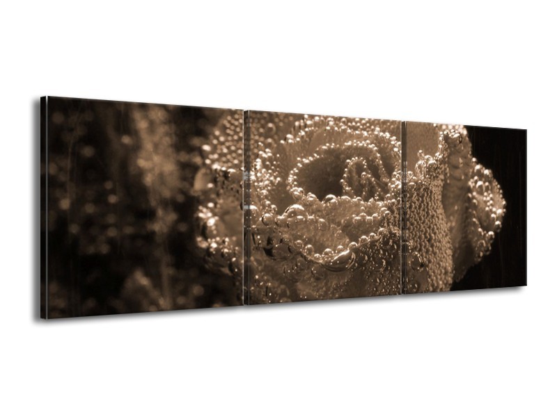 Canvas schilderij Roos | Sepia, Bruin | 150x50cm 3Luik