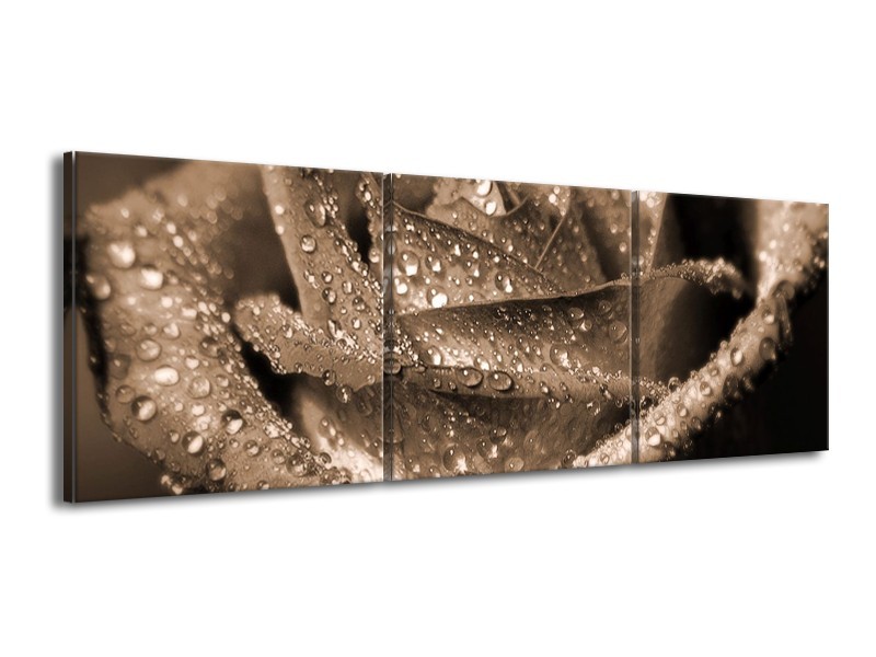 Canvas schilderij Roos | Sepia | 150x50cm 3Luik