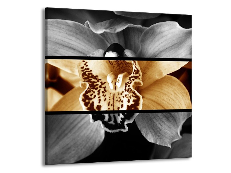 Glas schilderij Orchidee | Sepia, Bruin | 70x70cm 1Luik