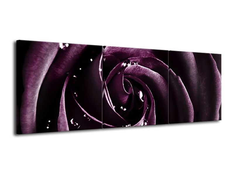 Glas schilderij Roos | Paars, Zwart | 120x40cm 3Luik