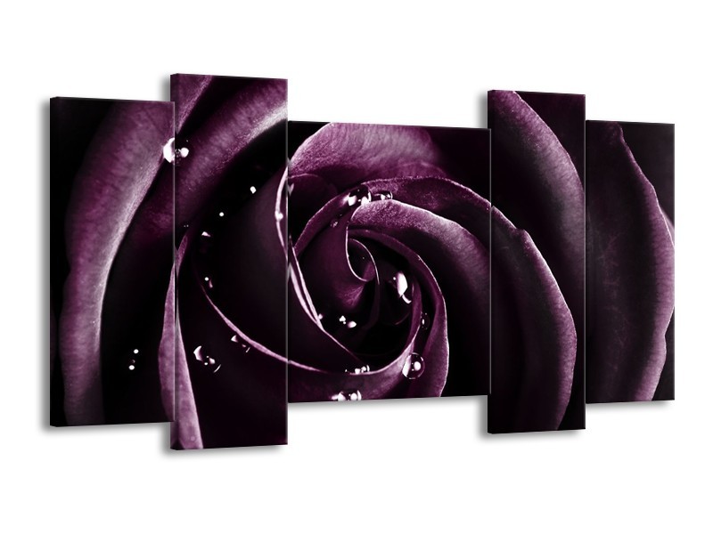 Canvas schilderij Roos | Paars, Zwart | 120x65 5Luik