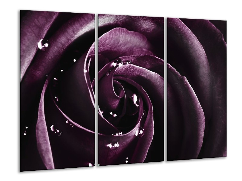 Canvas schilderij Roos | Paars, Zwart | 120x80cm 3Luik