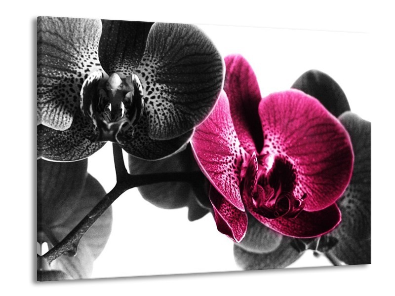 Glas schilderij Orchidee | Zwart, Wit, Roze | 100x70cm 1Luik