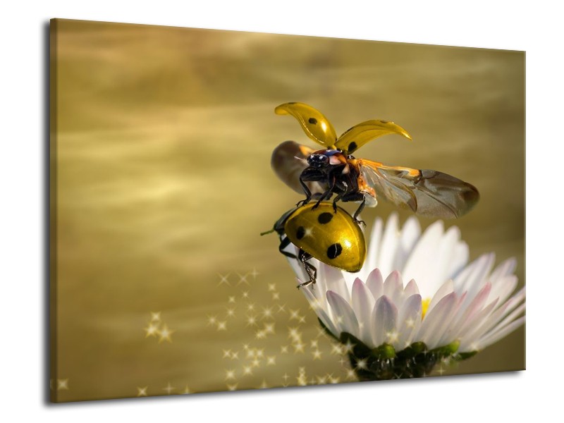 Canvas schilderij Natuur | Geel, Goud, Wit | 70x50cm 1Luik