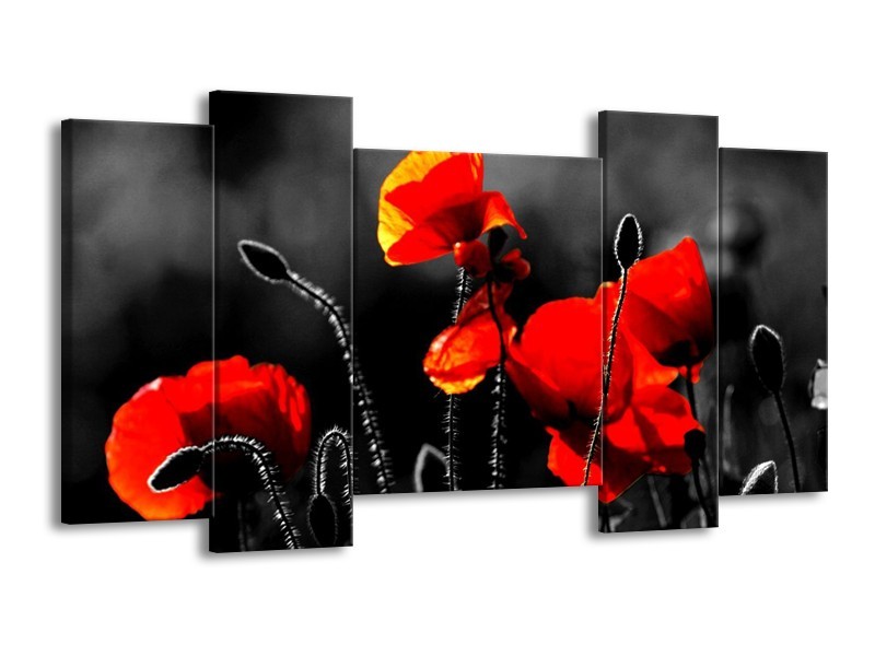Canvas schilderij Klaproos | Zwart, Rood, Wit | 120x65 5Luik