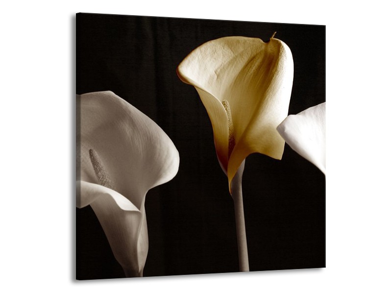 Canvas schilderij Bloem | Geel, Wit, Zwart | 50x50cm 1Luik