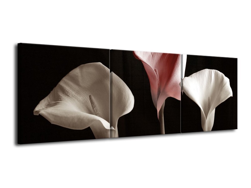 Canvas schilderij Bloem | Bruin, Wit, Zwart | 120x40cm 3Luik